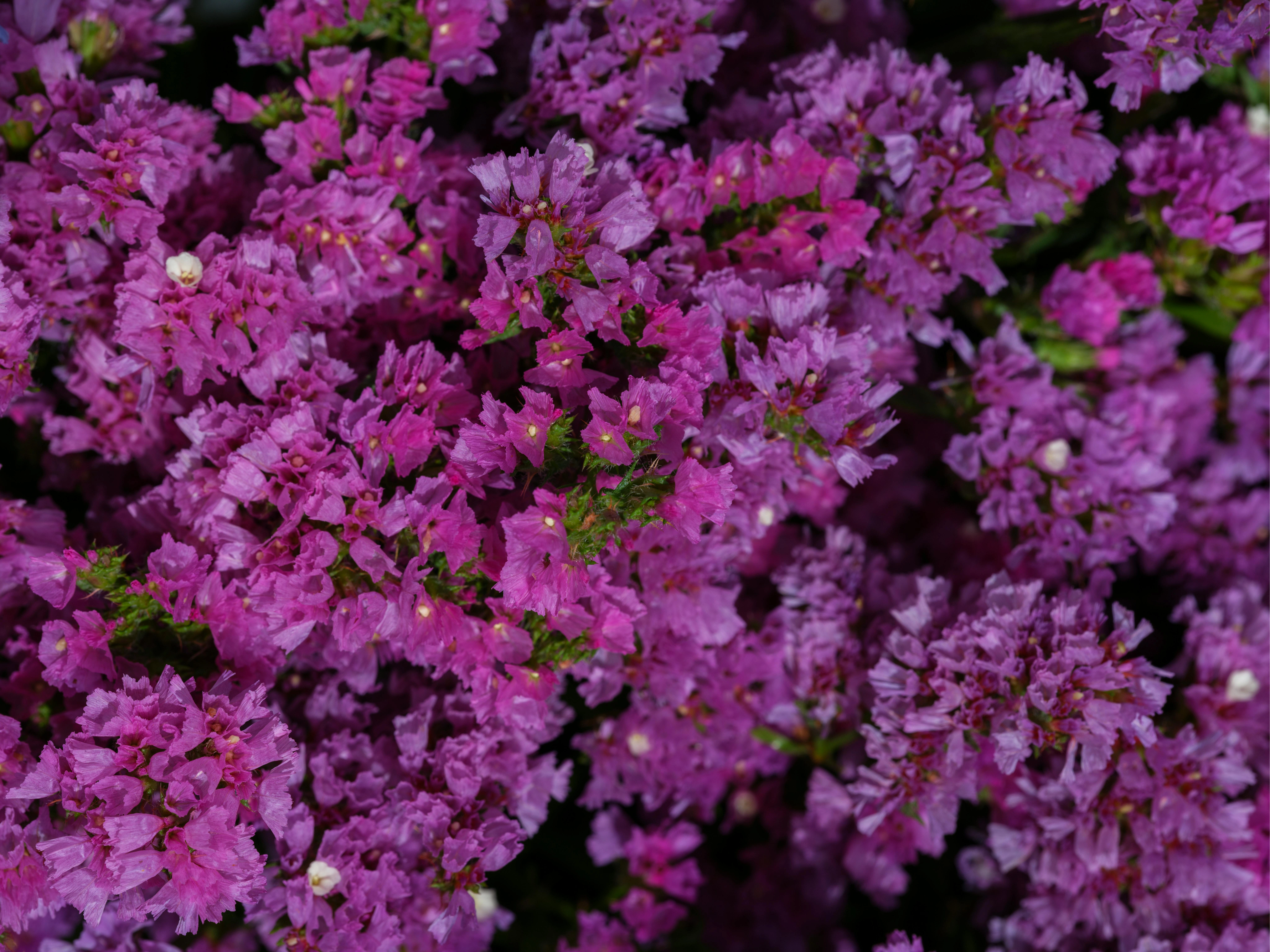 Statice (Limonium) - Premium grafted flowers seedling available at Mynzagric