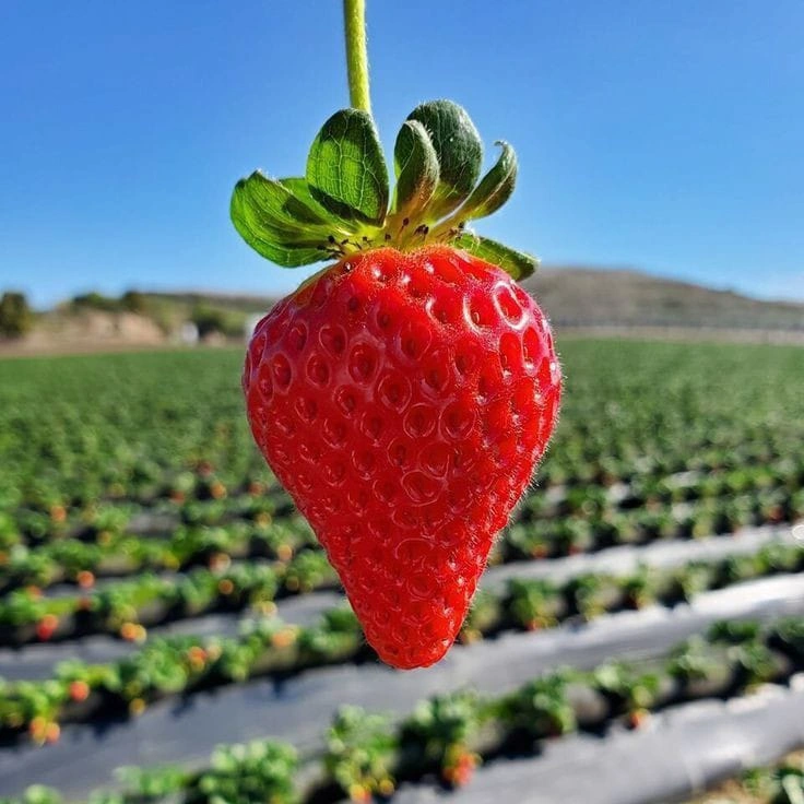 Strawberry - Premium grafted berries seedling available at Mynzagric