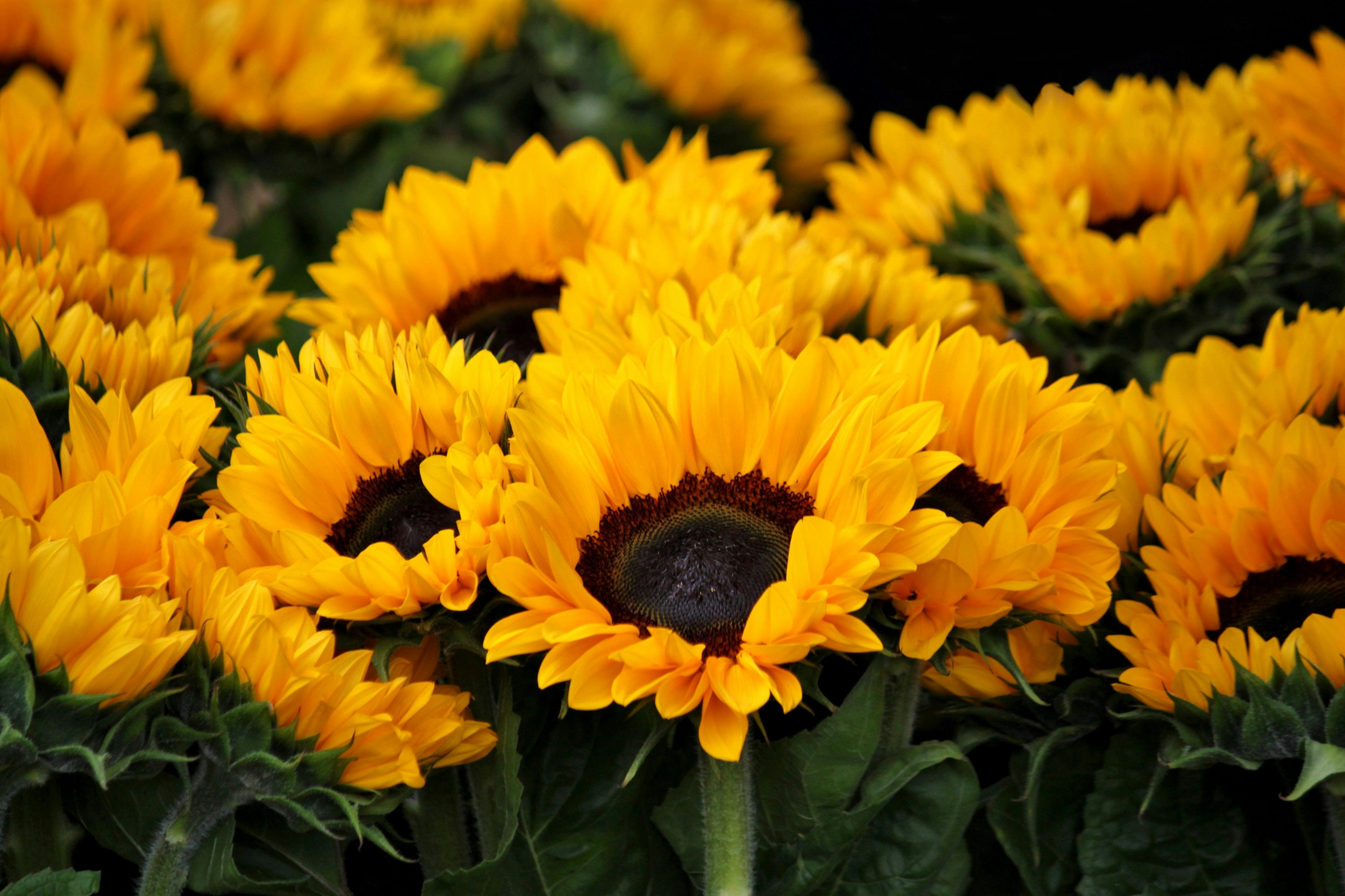 Sunflowers - Premium grafted flowers seedling available at Mynzagric