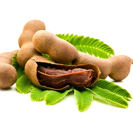 Tamarind - Premium grafted tropical seedling available at Mynzagric