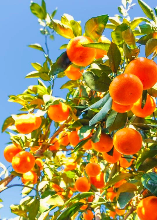 Grafted Tangerine - Premium grafted citrus seedling available at Mynzagric