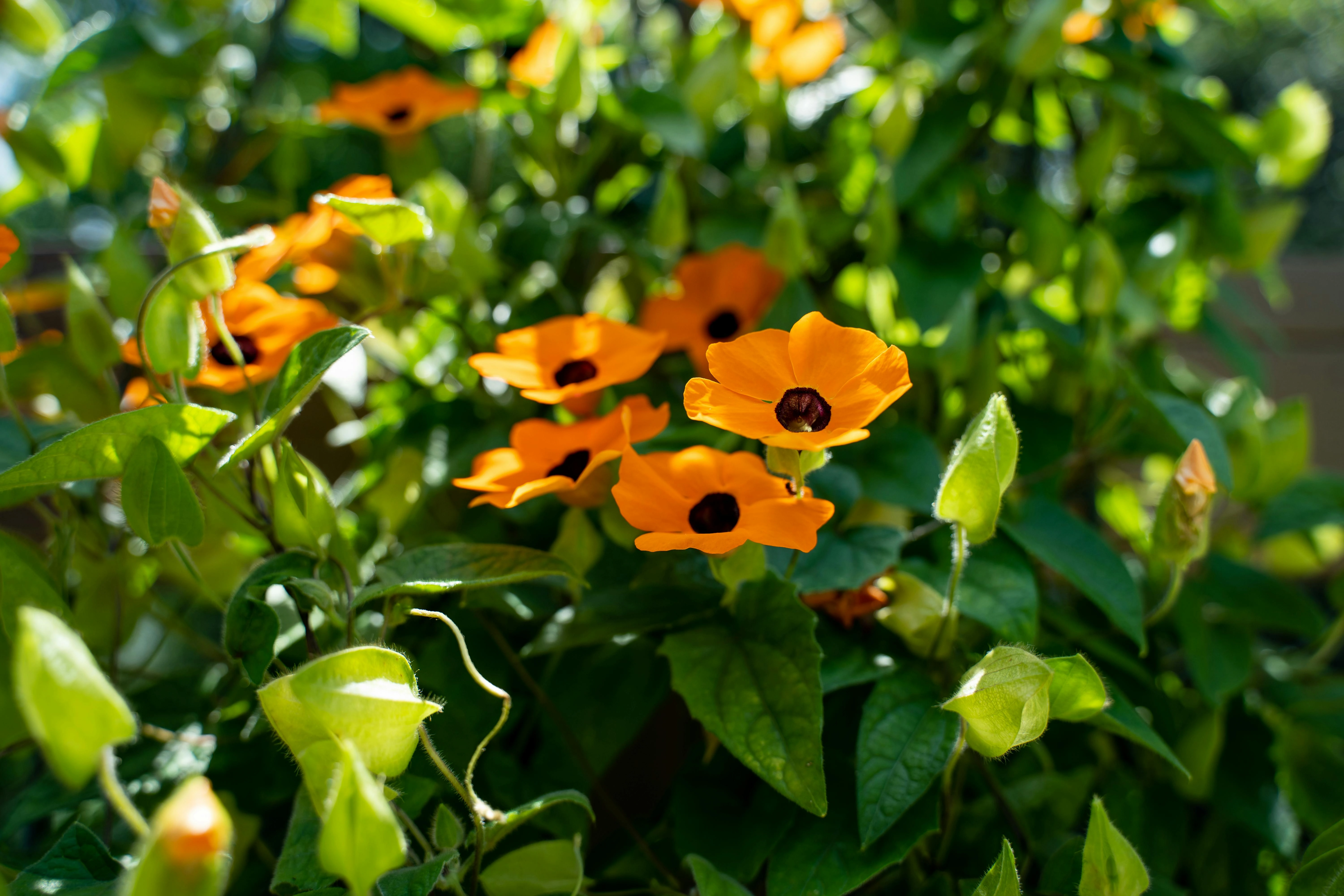 Thunbergia alata (Black-eyed Susan Vine) - Premium grafted flowers seedling available at Mynzagric