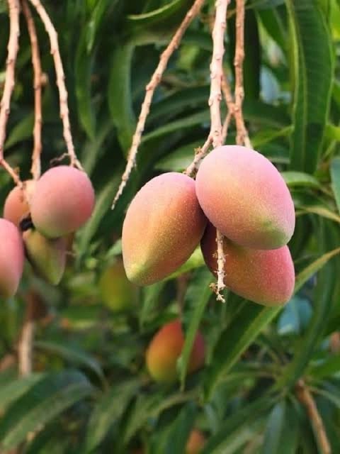Grafted Tommy Mango - Premium grafted mango seedling available at Mynzagric