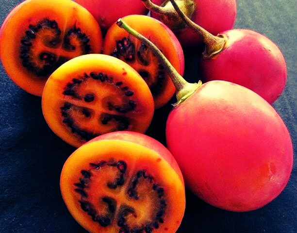 Grafted Tree Tomato - Premium grafted tropical seedling available at Mynzagric