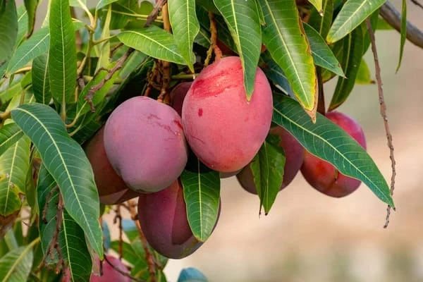 Grafted Van Dyke Mango - Premium grafted mango seedling available at Mynzagric