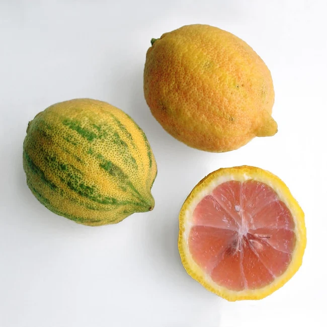 Variagated Pink Lemon - Premium grafted citrus seedling available at Mynzagric