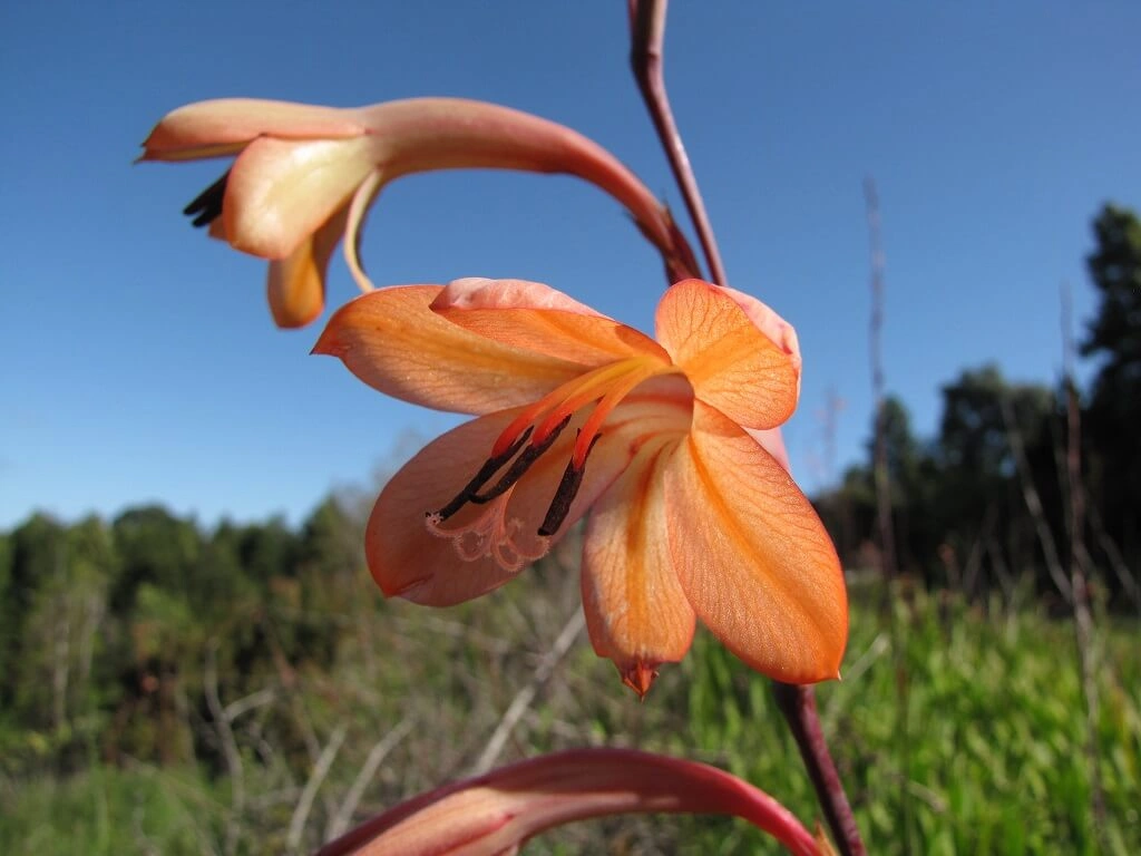 Watsonia species (Bugle Lily) - Premium grafted flowers seedling available at Mynzagric