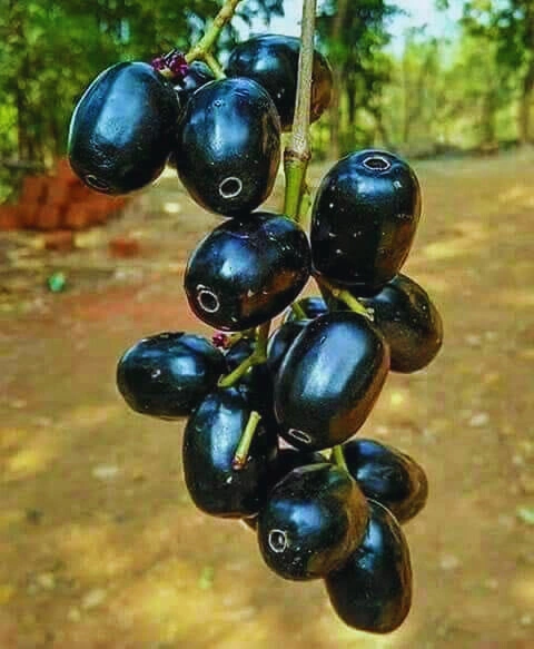 Zambarau - Premium grafted tropical seedling available at Mynzagric