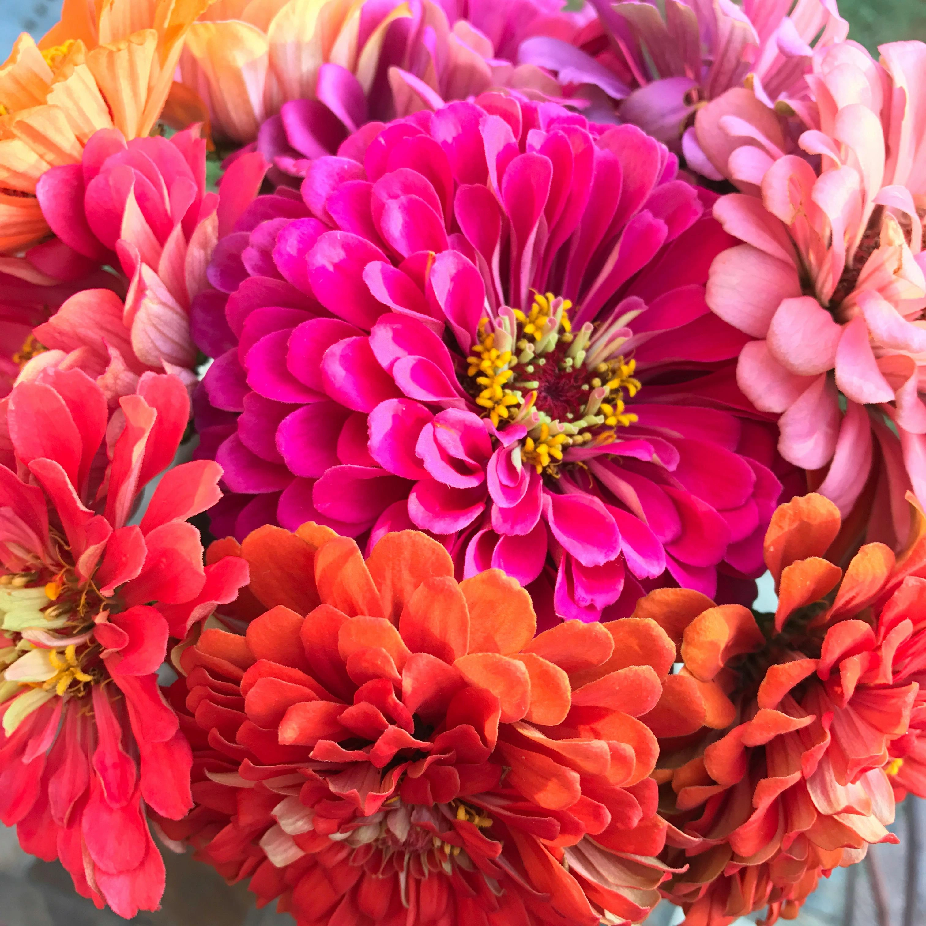 Zinnias - Premium grafted flowers seedling available at Mynzagric